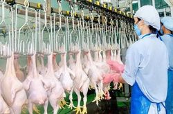 Thịt, trứng trong nước dư thừa, Việt Nam vẫn ồ ạt nhập thực phẩm ngoại
