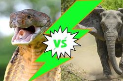 Liệu rắn hổ mang chúa có thể cắn chết được voi châu Phi?