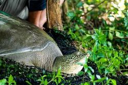 Cách nào 'hồi sinh' loài rùa Hoàn Kiếm?