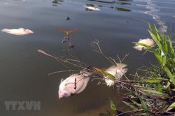 Quảng Nam: Nước sông Nước Bươu màu vàng đục, cá chết hàng loạt