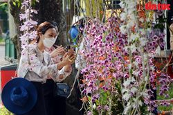 Khai mạc Festival Hoa Lan TP Hồ Chí Minh lần 2 năm 2023