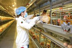 Dabaco lỗ tới 320 tỷ đồng trong quý 1/2023