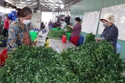 Tổ hợp tác vùng cao góp phần ổn định đời sống hộ thành viên
