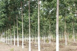Nhiều sai sót, vi phạm trong việc góp vốn thực hiện dự án trồng cao su tại Lào