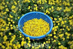Giữ gìn, bảo hộ thương hiệu 'vựa dược liệu' Nghĩa Trai