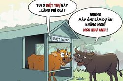 Không phải bò nào cũng ngu