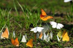 Lạc lối giữa 'thiên đường bướm' ở Cúc Phương