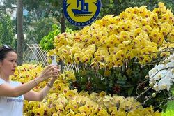 Đi chơi lễ, người dân 'tậu' được hoa lan đẹp, giá rẻ bất ngờ