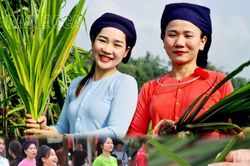 Cánh yến trong ngày hội