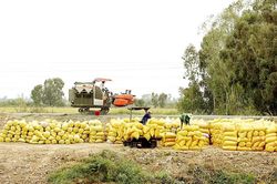 Những cánh đồng lớn đang ngày càng 'teo tóp'