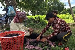 Chờ mùa trâm chín