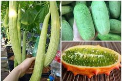 3 giống dưa chuột 'quái đản' khiến bà nội trợ Việt mê tít