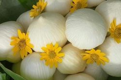 Đặc sản miền Tây giá 200 ngàn/kg tràn ra Hà Nội