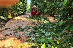 Gia Lai vực dậy vị thế cây 'vàng đen'