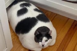 'Lóa mắt' với con mèo nặng gần 20kg, chủ bí mật làm điều này giúp nó giảm cân