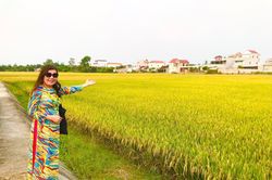 Tháng Tư, lặng nghe lúa hát!