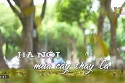 Hà Nội mùa cây thay lá (Nhịp sống Hà Nội ngày 03/05/2023)