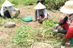 Lạc được mùa, tăng giá, nông dân Nghệ An phấn khởi