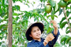 Chuỗi liên kết chanh dây giúp bà con nông dân vươn lên làm giàu
