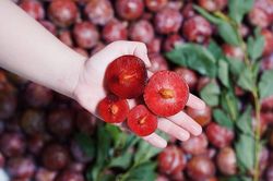 Vào mùa, ăn mận có tốt không?