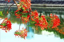 Tháng năm hoa phượng rợp trời