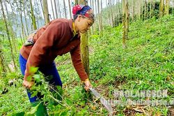 Thiện Tân: Người dân tăng thu từ trồng rừng