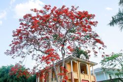 Hoa Phượng rực rỡ giữa thành phố Lào Cai