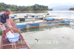 Tận dụng lợi thế để nuôi cá lồng trên hồ Núi Cốc