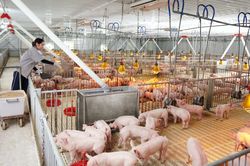 Giá lợn hơi ngày 5/5: Tăng, giảm trái chiều, cao nhất 55.000 đồng/kg