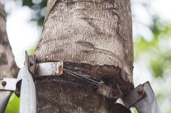 Hàng loạt cây xanh ở Hà Nội vẫn bị 'siết cổ'