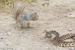 Clip: Màn hỗn chiến khốc liệt giữa sóc và rắn