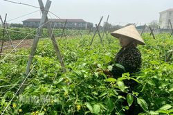 Khánh Hồng: Đẩy mạnh phát triển kinh tế gắn với xây dựng nông thôn mới