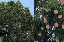 Truy tìm cây xoài được ca ngợi đẹp nhất Việt Nam, quả hồng đỏ như 'đào tiên', ai đi qua cũng dặn lòng không nỡ hái