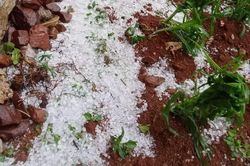 Mưa đá diện rộng ở Cao Bằng gây thiệt hại nhiều tài sản, cây trồng