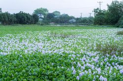 Ngắm hoa lục bình nở tím mọi miền quê