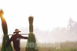 Rộn ràng mùa thu hoạch cói, người dân xuống ruộng từ lúc mặt trời vừa ló rạng