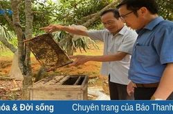 Thu nhập cao từ nuôi ong lấy mật ở Cẩm Thủy