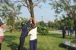 'Gỡ trói' cho hàng loạt cây xanh sau phản ánh của Báo Sức khỏe & Đời sống