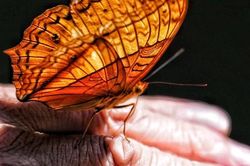 Mê mẩn trước đàn bướm ở Cúc Phương