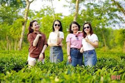 Đồi chè, rừng cao su Hương Khê 'đốn tim' du khách