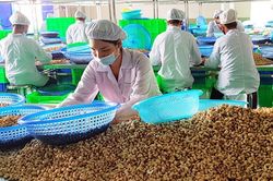 Gỡ khó cho doanh nghiệp nhập khẩu hạt điều từ châu Phi