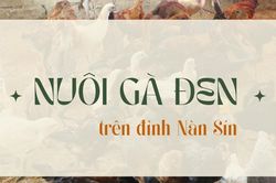 Nuôi gà đen trên đỉnh Nàn Sín