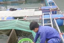 Giàu lên nhờ nuôi cá lăng hữu cơ trên hồ Núi Cốc