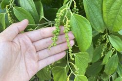 Giá tiêu hôm nay 10/5: Tăng tiếp 1.000 đồng/kg, xuất khẩu vượt 100 ngàn tấn