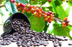 Giá cà phê hôm nay 10/5: Arabica hồi phục, đà tăng của Robusta khá rõ