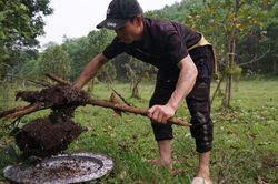 Đi săn trứng kiến, người dân vùng cao Thanh Hóa kiếm tiền triệu mỗi ngày