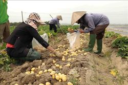 Nâng cao hiệu quả kinh tế tập thể - Bài 1: Phát huy vai trò kết nối