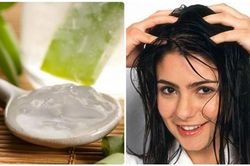 Mẹo phục hồi tóc hư tổn với nha đam