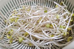 Mua giá đỗ chọn loại ngắn hay dài: Người trồng chỉ điểm mấu chốt, biết ngay đâu là giá sạch