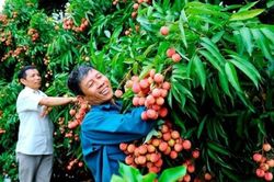 Bài 1: Miền quả ngọt đón vụ mùa bội thu